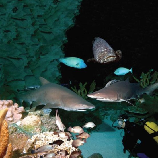 Aquaria KLCC Suria KLCC